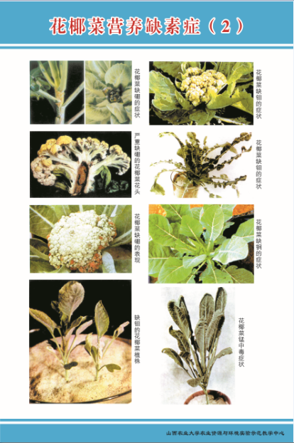 实验教学中心 实验图库 植物缺素症状 正文栏目导航