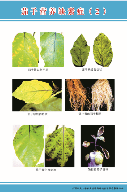 茄子缺素图片大全图片