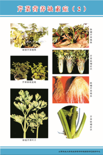 芹菜营养缺素症-2